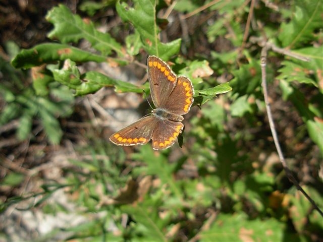 Aricia agestis ?